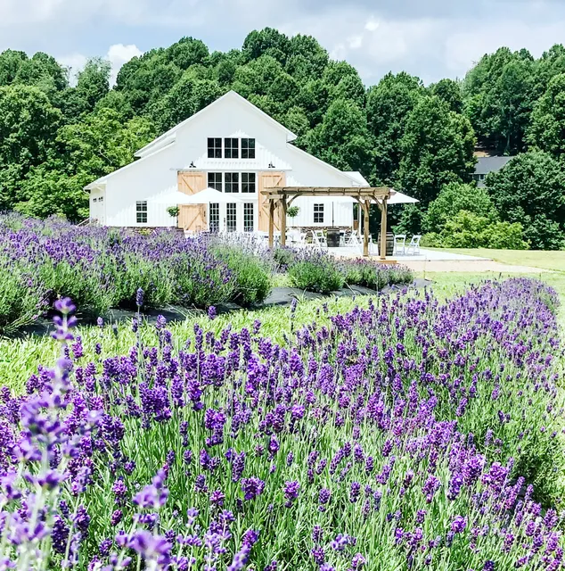 Stone House Lavender