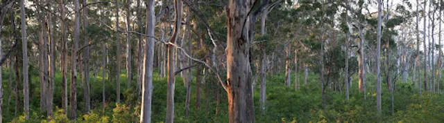 Southern Forests Chocolate Company