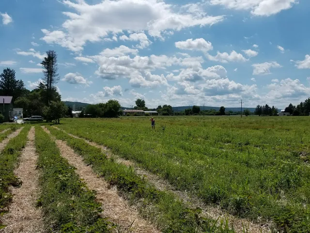 Schultheis Strawberries