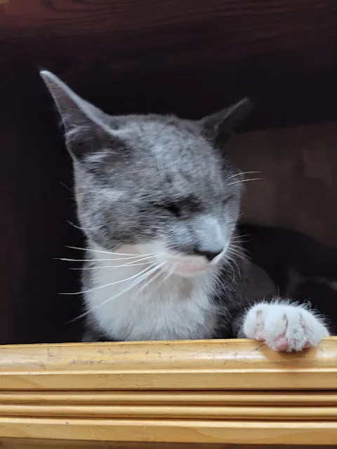 Astoria Town Deli Grocery Corp.