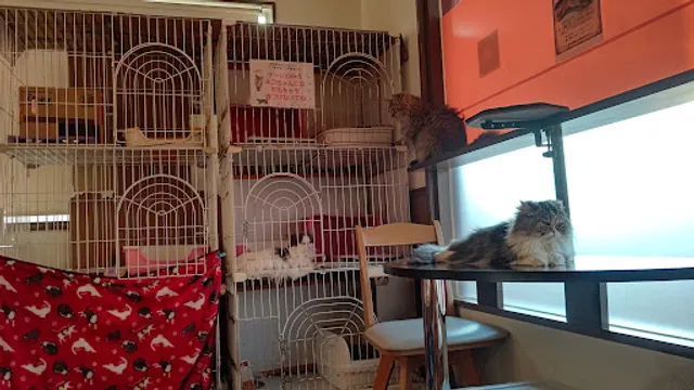 猫カフェ ｢にゃんこ｣