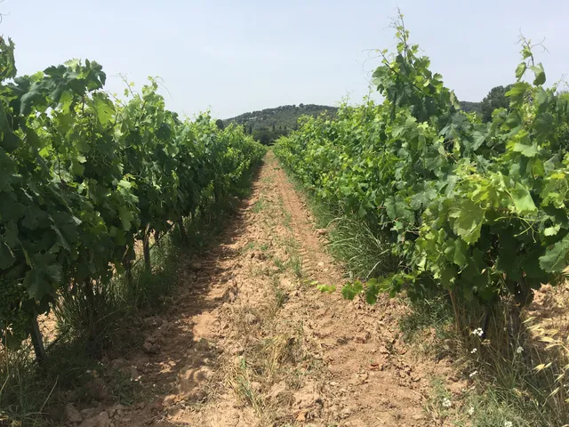 Domaine de la Marseillaise