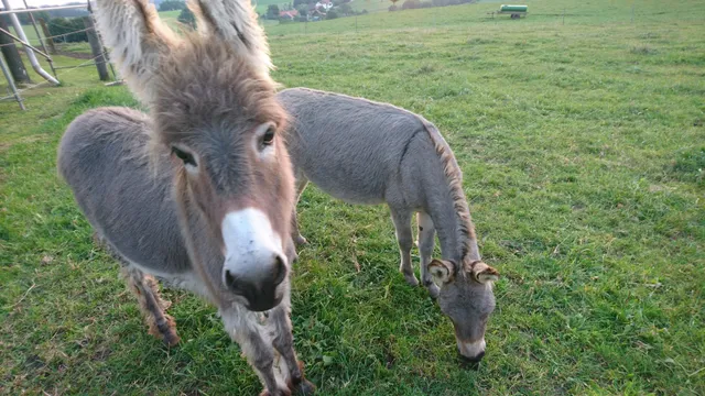 Ferienwohnung "Lust auf Land" - Annette Müller