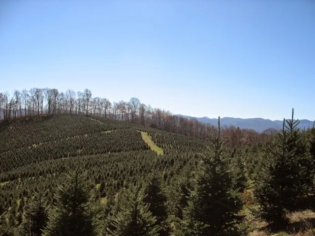 Wolf Creek Tree Farm & Nursery, Inc.