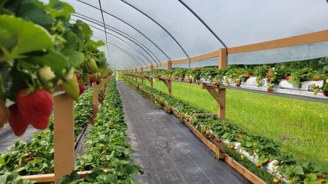 Sobrino Strawberry Farm