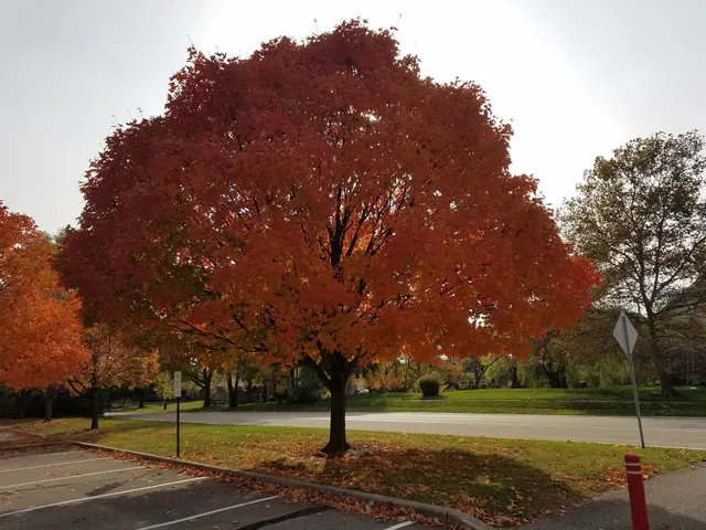 Monon Trail Access - Rohrer Road