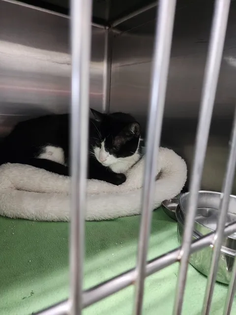 Beaumont Animal Care