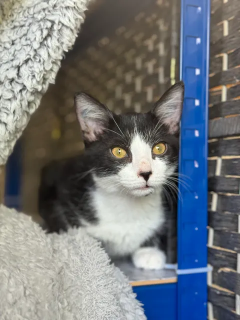 The Smitten Kitten NWA