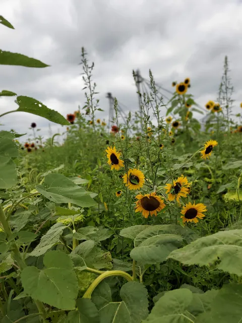 Lauber's Country Market