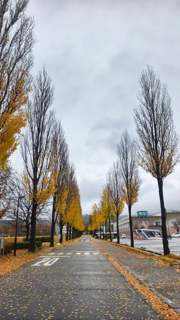 The University of Aizu