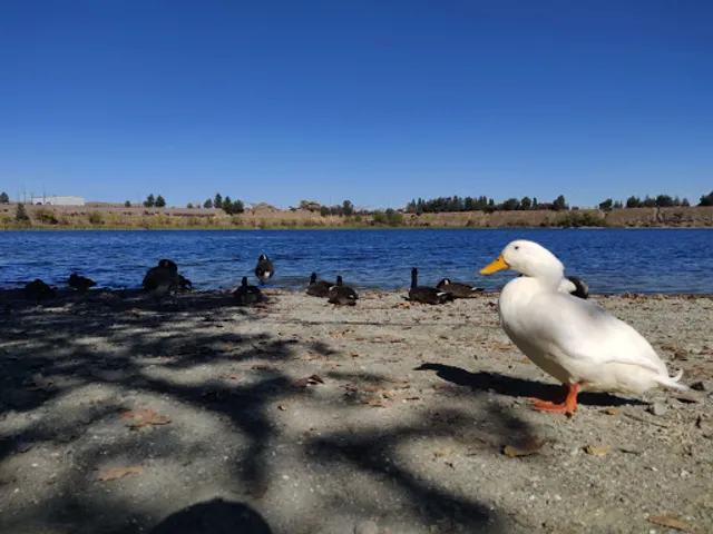Shadow Cliffs North Beach