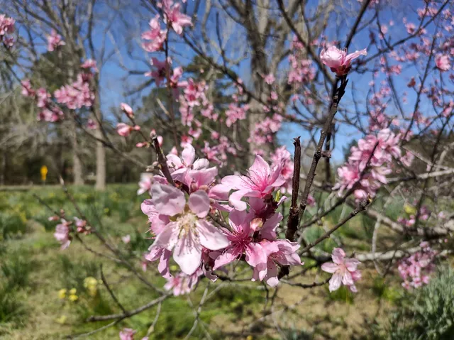 Adams Memorial Daffodil Field