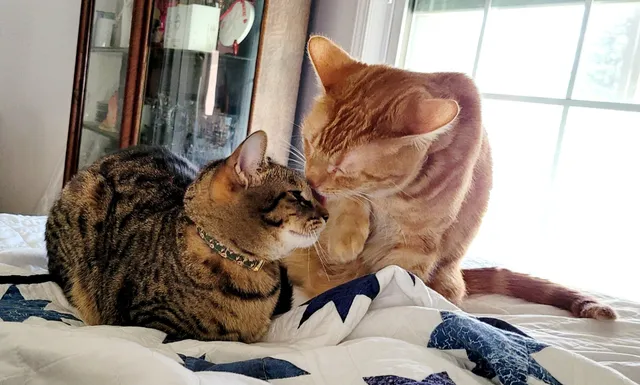 Friends of Companion Animals