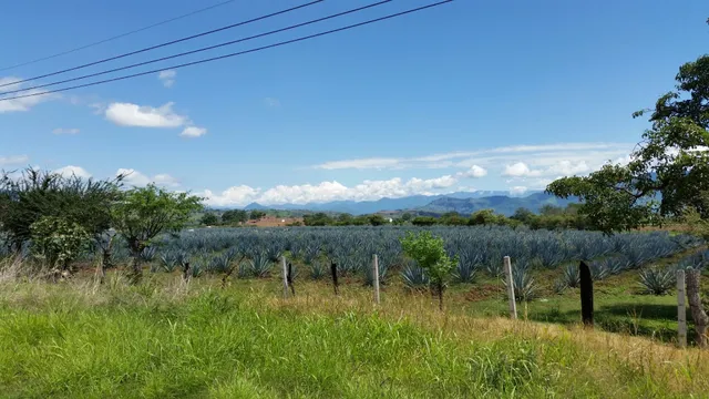 Tierra de Agaves