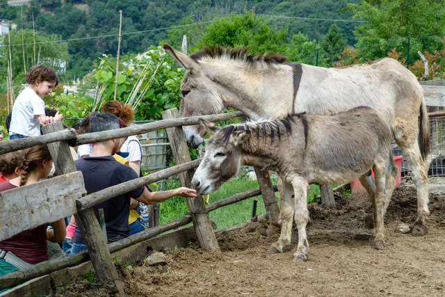 Educational Farm "Il Ciliegio"