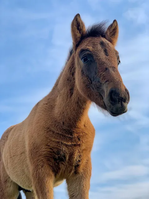 Włochate Ranczo Jazdy Konne