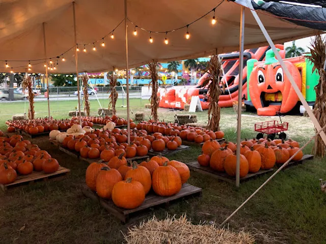 Mr. Jack O' Lanterns Pumpkins