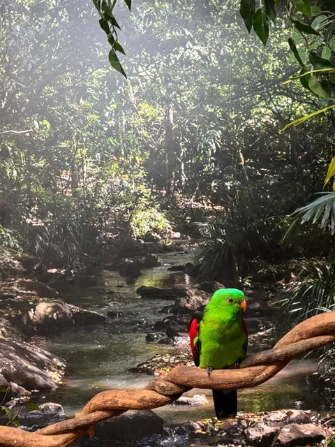 Cairns Koalas & Creatures