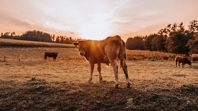 Ferienwohnung & Hofladen Schwabenhof, Land- und Teichwirtschaft Schwab