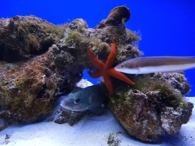 Aquarium of Salento