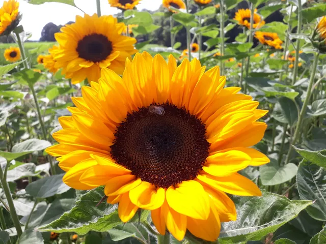 Bauernhof Sesterhenn, Ferienwohnungen und Hofladen