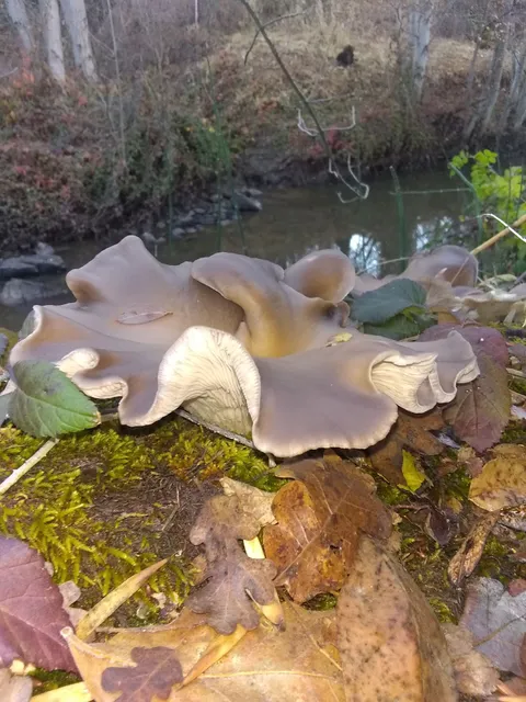 North Fork Willow Creek