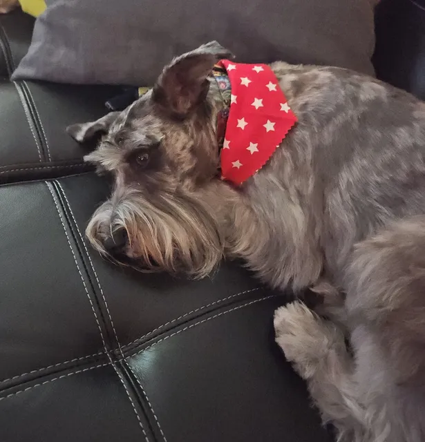 Woof Gang Bakery & Grooming Apopka