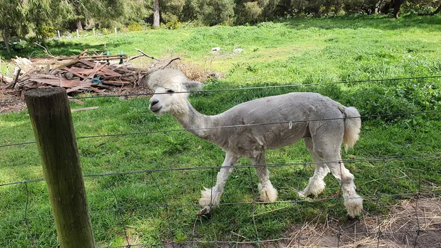 Sunflowers Animal Farm