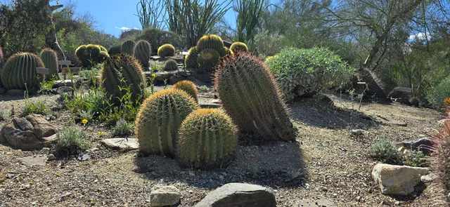 Cactus Garden