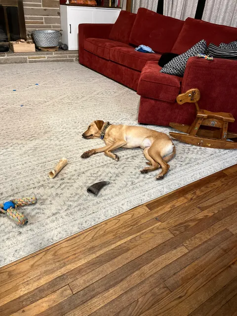 Buckeye Furry Friends Doggie Daycare