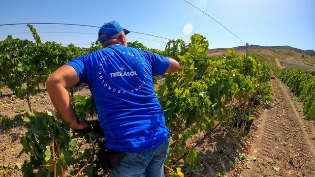 CANTINA TERRASOL WINERY