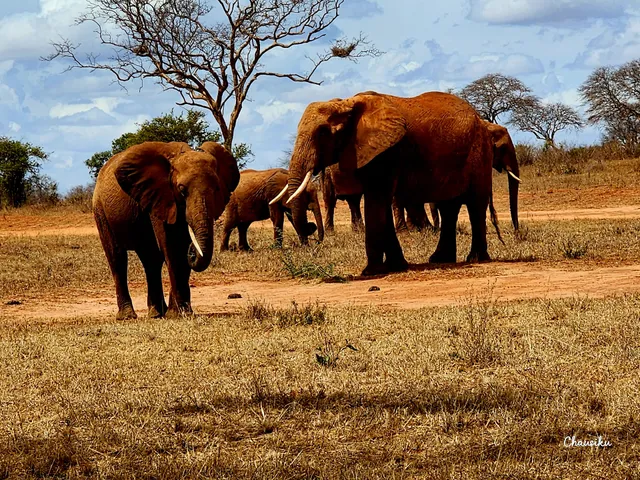 Tsavo East National Park