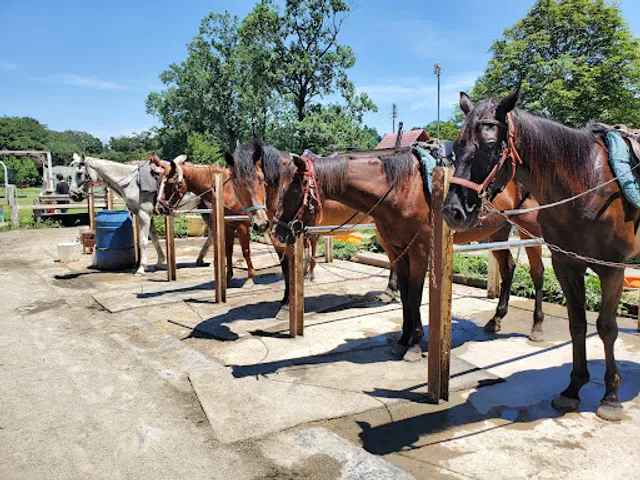 千本松牧場 乗馬倶楽部