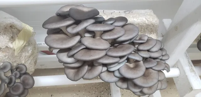 Misty Meadow Mushrooms