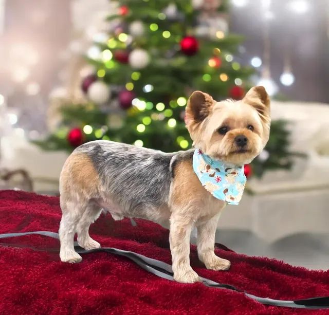 The Tails of Tuppers Creek