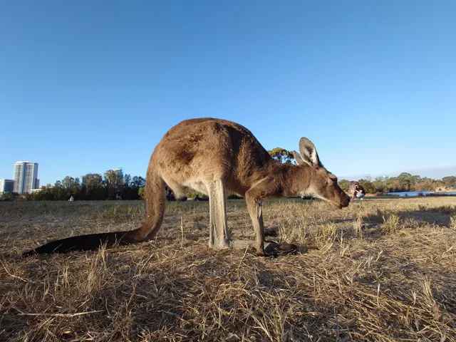 Heirisson Island Kangaroo Sanctuary