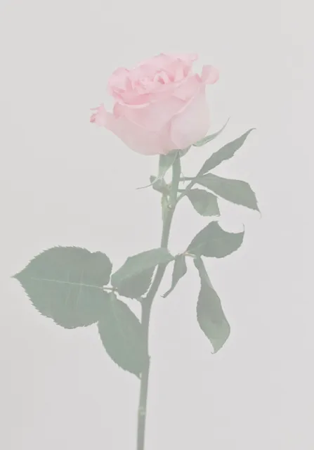 Midnight Blooms Studio