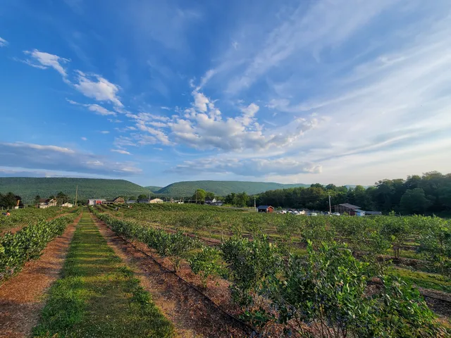 Shirey's Blueberry Hill