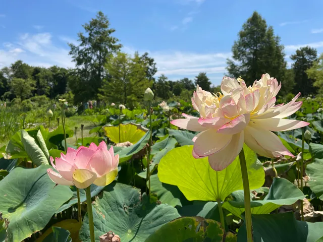 Kenilworth Park Aquatic Gardens Boardwalk