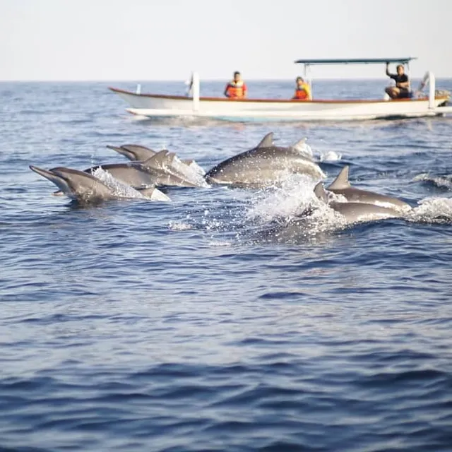 Dolphin Sunrise Lovina