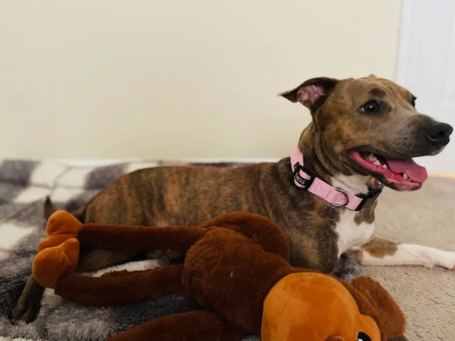 Cobb County Animal Services