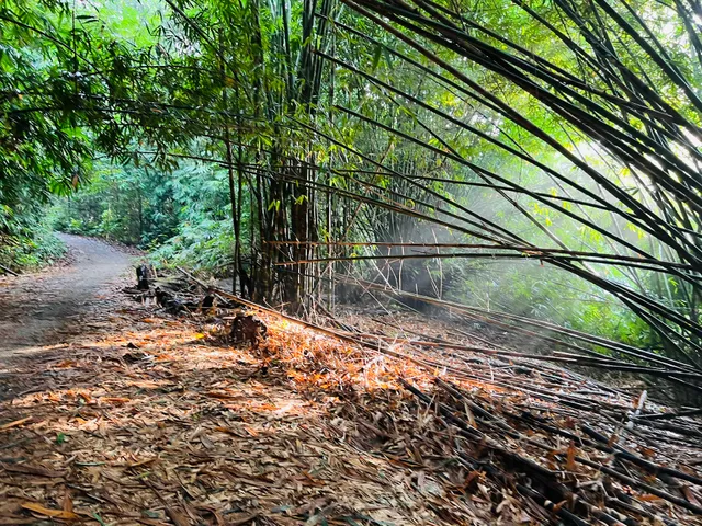 Central Catchment Park Connector