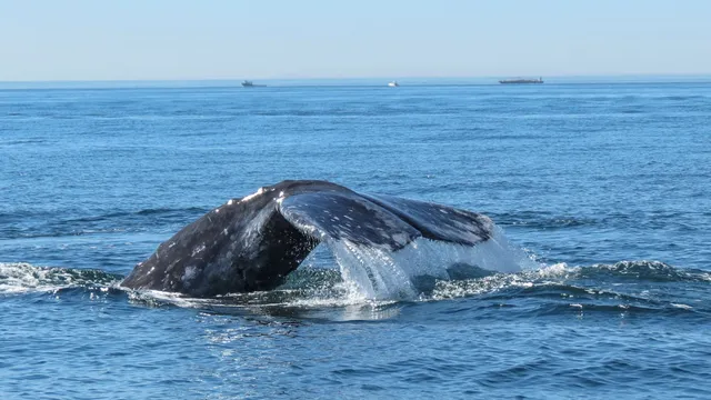Offshore Blue Adventures