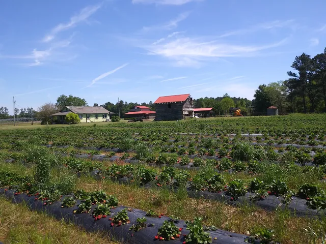 Breland Hill Farm