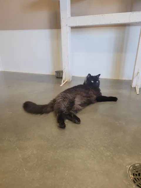 Casper Humane Society