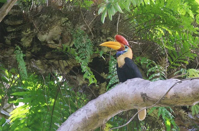 Tangkoko National Park