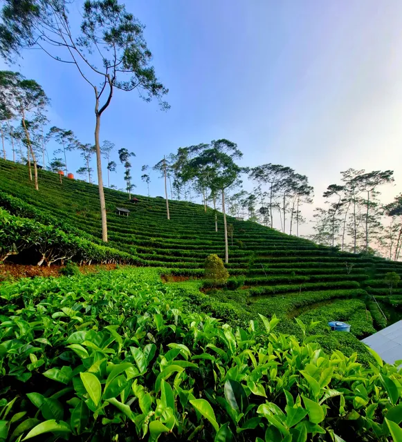 Kebun Teh Nglinggo