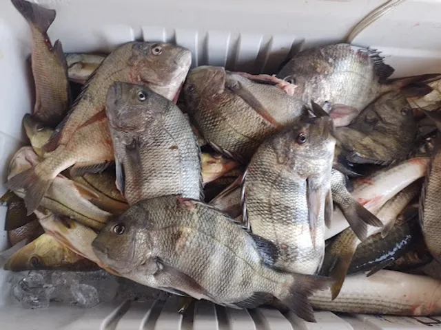 Pescados y mariscos La casa del pescador