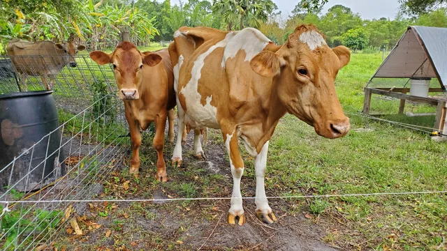 Jupiter Creamery Farm & Events