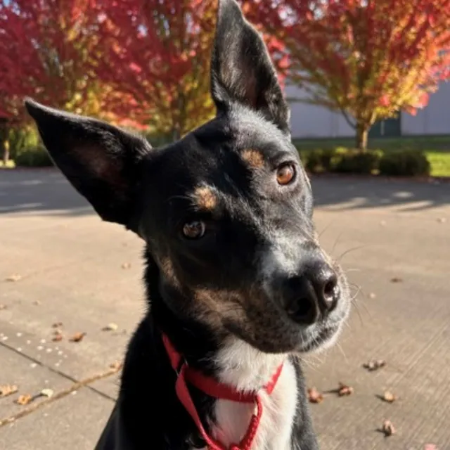 SafeHaven Humane Society